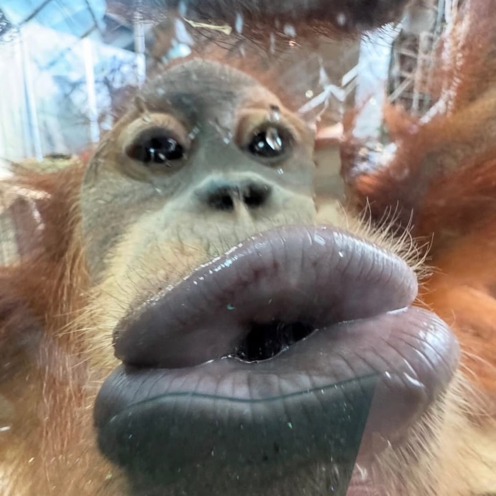 Meet your Posher, Sol